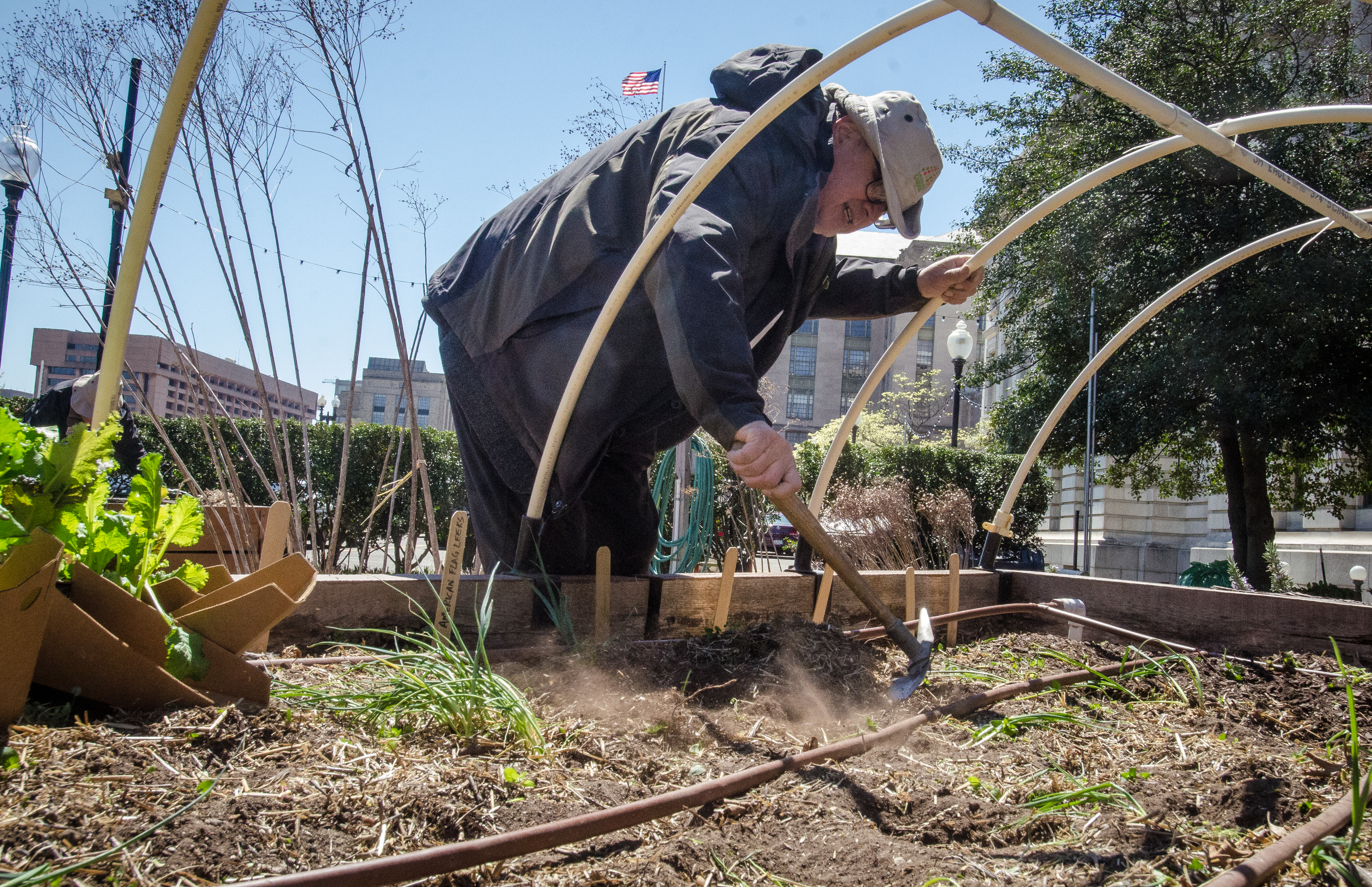 A gardener uses a hoe to prepare soil in a raised vegetable bed beneath curved garden supports.